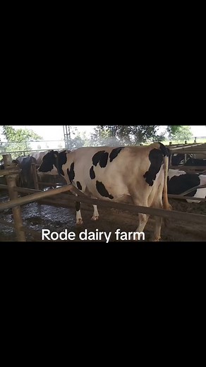 Summer #rodefarm #foggers #foggersystem #sprinklersystem #hot | Rode Dairy Farm