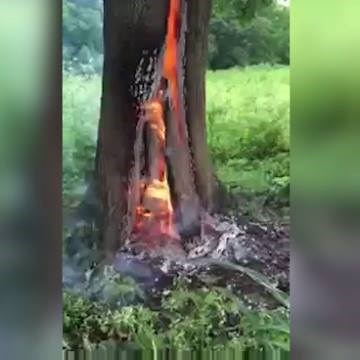 What happens when a tree gets struck by lightning. Damn nature... Provided by: ViralHog | LADbible