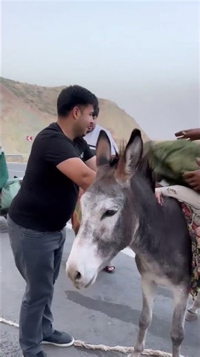 Голиб Шов Хрчини Хар 😂😂