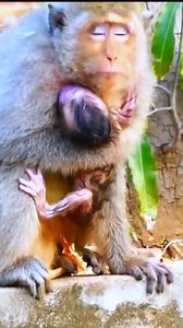 14K views · 105 reactions | Poor newborn monkey struggles itself with no mother, no milk, yet receives a hopeful second chance. | Anajak Sva | Facebook