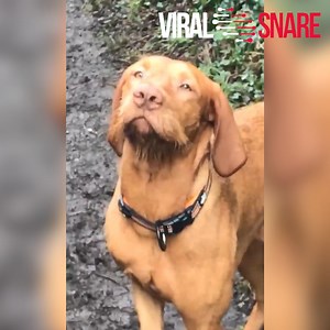 17 reactions | This guy has just stepped up the fashion modeling game ! | ViralSnare | Facebook