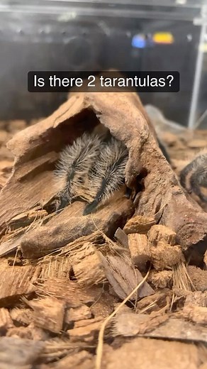 Tarantulas shed their exoskeleton in a process called “molting”. ️️...