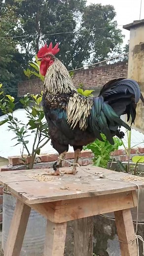 Crowing is a type of singing vocalization produced by chickens. It is...