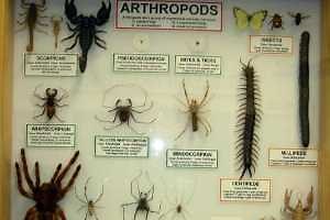 Bug House a useful resource for Science Olympiad teams