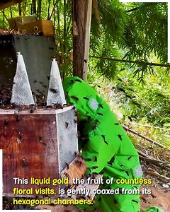 1.4K views | Harvesting Honey Safely: A Closer Look at the Guardians of the Hive. #honeyharvest #beefarmerslife | Viral trends | Facebook