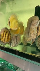 Wild discus ready for sale :) | Livefish Bulgaria