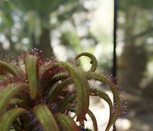Wild Greenery - Drosera Graomogolensis