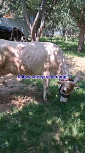 12K views · 118 reactions | 9149917202 Asalamualaikum hope all friends are fine 2nd lactation pregnant cow 5th month pregnant is looking for new home at SHOPIAN 9 ltr milk present 15 capacity 93k asking price Call him for more details 9149917202 #cows #post #viralvideochallenge Follow sheep seller ang For ADD PROMOTION CONTACT 77808 37312 Thanks to all brothers who support  ❤️   ♥️ | sheep seller ang | Facebook
