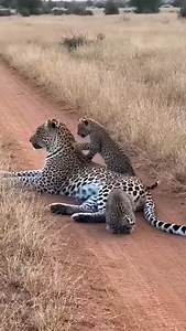 Alert Mom Leopard — Cubs Just Won’t Stop Playing 😯 The mother stays alert… but her playful cubs don’t care 😳🐆 #leopard #cubs #animalkingdom #safari #viralreels | WildNova
