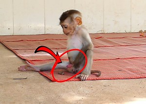Cute Baby Monkey Alien and Angel not here as she busy to getup the tree | Monkey Family