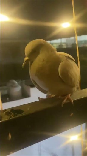 मैं उसे खरीदना चहता हूँ #kabutar 🥰😍#pigeon @Simplvlog subscribe for more support me 🙏🫡