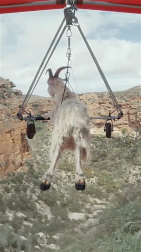 Untold Studios. on Instagram: "A closer look at our VFX work on “Goat Glider” - featuring a photorealistic hand gliding goat created for Virgin’s 2023 campaign. @vccp_ @roguefilms @julienalary_color"