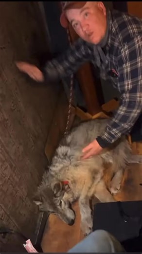 Steven Latham | Cody ROBERTS chased down a baby female wolf pup with his snowmobile. After the pup was exhausted and layed down to breathe, he ran over the... | Instagram