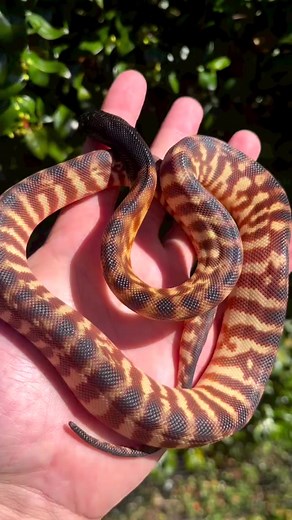 The juvenile black-headed python (Aspidites melanocephalus) 🐍🐍 🐍 as held by Dan Rumsey #ausgeo #snakelovers #reptilesoftheday #wildlifeplanet | Australian Geographic