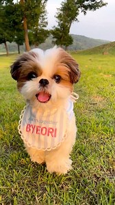 27K views · 468 reactions | Soo cute | Shih Tzu Lovers | Facebook