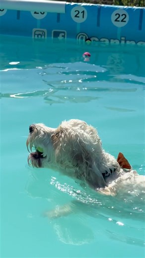 Cavapoo Cassie & cockapoo Mika loved our Poo pool party 💦🐾🇬🇧💕 | Canine Dip and Dive Maldon
