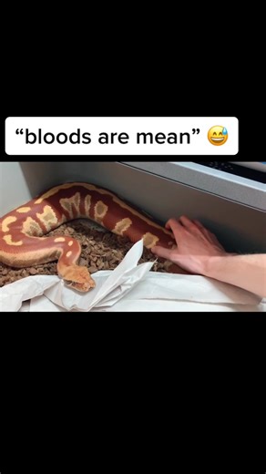#blood #python #bloodpython #bigsnake #snakebite #sweet #xyzbca #fyp #foryyou #dontblink #famous #bloodpythonmorph #ballpythons #ballpythonmorph #dead