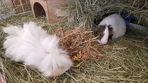 6.1K views · 779 reactions | Tasty forage topped hay for Elsa and Arna | Cavy Corner | Facebook