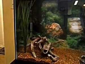 Common Musk Turtle And Jack Dempsey Cichlid Tank