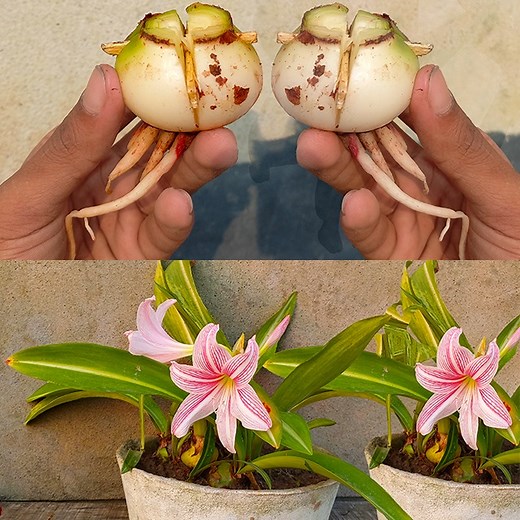 How to grow Lily Bulbs in pots at home - Lilies flowers | Lily bulbs planting | Dian Creative