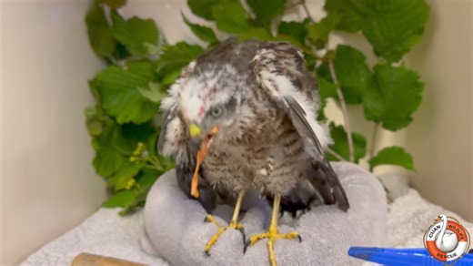 SPARROWHAWK FLEDGLING! 💛 This Eurasian Sparrowhawk fledgling (Accipiter nisus) came into us after being found alone with no signs of any parents anywhere. Sadly as his chances of survival alone at this stage were slim he was brought into our care to continue his development! #sparrowhawk #hawk #fledgling #birdofprey #ukraptors #ukbirdofprey #ukbirds #britishbirds #ornithology #babyseason #summer #bird #birds #environment #britishwildlife #wildliferehab #wildlife #nature #wildliferehabilitation 