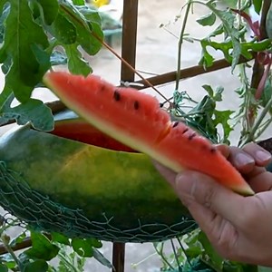 80K views · 2.1K reactions | Growing Plentiful Watermelons in Plastic Containers on Your Balcony  | DIY Balcony Garden | Facebook