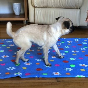 4 WEEK UPDATE - MOMO PARALYSED PUG PUPPY The past week has been a big one for me... I have been practicing balancing on all four legs and have been able to start to stand and do a pee.. For the past 9 or 10 weeks I’ve had to do everything laying down... So it’s awesome to be off the ground... And the biggest most amazing news yet... Is that I tried and tried and I took a few steps! Now I am able to walk little distances on my wobble little legs yes yes yes! After the past few days of amazing ach