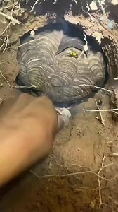 #honey #bee #beekeeping #beekeeper #honeybee #honeycomb #trending #fbreels #viralvideo #fyp #foryou | Lovely BEE