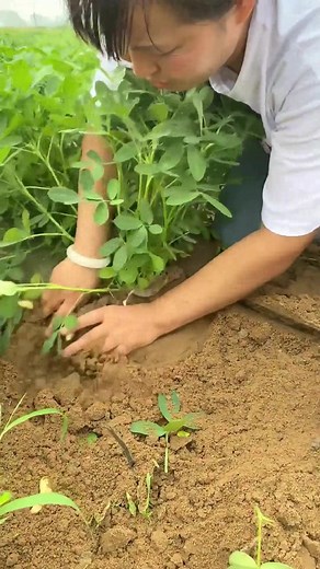 #trees #farming #vegetables | B31
