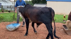 Thames Farm on Reels