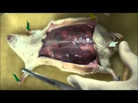 Rat Dissection Part1