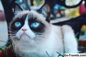 18 Лучших Ever Grumpy Cat Memes - СДЕЛАТЬ БОЛЬШЕ 2026