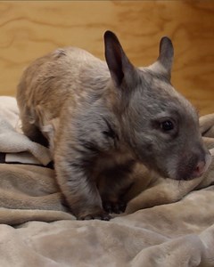 53K views · 283 reactions | This baby wombat is just too cute  | Yahoo Australia | Facebook