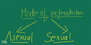 To know aboutmodes of reproduction.asexual reproduction.sexu... | Filo