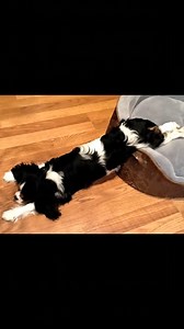 Cavalier King Charles Spaniels Chronicles on Reels