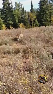 13K views · 886 reactions | #parceirosbrutosdojava #javali #wildhog #roça #pescaria #porcoselvagem #espingarda #calibre12 #thermal #dogoargentino #foxhound #familiarural #hog #repost #equipe #argentina #minasgerais #agro #mediterraneo #cac #goias #hunterbrasil #hunters #huntinghog #aquitemjavali #controlelegalizado #lugardepoorcoénochiqueiro | Brutos Do Java | Facebook