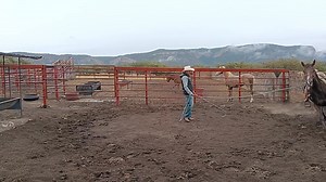 Ejecución de la parada Deslizante de Caballo Rhodium Bar #domaconmetodo #pasatiempodevalor #slidingstop #paratiiiiiiiiiiiiiiiiiiiiiiiiiiiiiiiシ #domadeelite #rhodiumbar #fypシ゚ #caballosdeelite #mexico #caballos #horses #hombre #domando #jalisco #rancho | Gustavo F. Sanchez