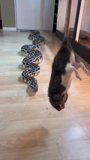 210K views · 45 reactions | Burmese Pythons Are Carnivorous Snakes...
