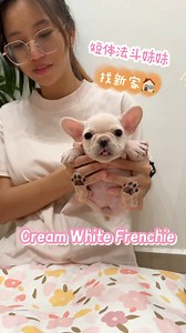 🇲🇾超可爱短体小法斗妹妹寻找新主人啦🇸🇬🏠Cream Color Mini Short body Frenchie🐾 #female 💯实犬拍摄 ✨我们是专业犬舍 所有的宝宝都是自家繁育父母🇨🇳进口 保证纯🀄️ 保证健康✨#法斗幼犬 #法斗宝宝 #奶油法斗 #法斗日常 #法斗 #法国斗牛犬 #马来西亚法斗 #新加坡法斗 #香港法斗 #frenchie #creamfrenchie #frenchielovers #frenchiebaby #frenchbulldog #frenchbulldoglovers #frenchielife #frenchielove #frenchiemalaysia #frenchiehongkong #frenchiesingapore | Frenchie Store