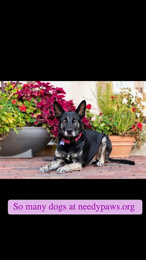 Needy Paws Rescue - St. Louis, MO on Reels