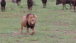 228K views · 4K reactions | A herd of relaxed wildebeests suddenly gets jittery. The African Bush Kingdom is full of surprises. See what happens next #reels #reelsfb #reelsviral #viralpage #video #africa #Amazing #life #Wow #wildlife #travel #trending #trend #reelsvideo #nature #viral | African Bush Kingdom | Facebook