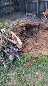 FIRST CARPET PYTHON ON EGGS FOR THE SEASON! 🐍 INCREDIBLE WILDLIFE MOMENT Spotted the first carpet python on eggs this season! 🐍 Nature at its finest—watch this amazing wildlife moment unfold. #SnakeCatcher #snakecatcher #snake #wildlife #carpetpython #reptiles #australiawildlife #naturelovers #animalencounter #snakevideos #wildlifephotography | Wildlife With Stuart Mckenzie