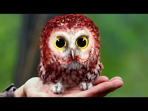 13 Most AMAZING Bird Species You Need To See!