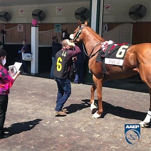 Finnick the Fierce models a microchip scan before his race at Churchill Downs today! Microchips are electronic devices the size of a grain of rice that are easily implanted (by a licensed veterinarian) just below the base of the mane, halfway between the poll and withers. As shown in the video, a hand-held radio frequency scanner reads the number. It's like a VIN (vehicle identification number) for horses! Did you know? Since 2017, The Jockey Club requires all Thoroughbred foals be microchipped;