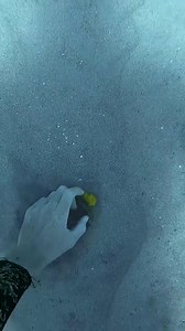 28 reactions | Diver cracks an egg at the bottom of the ocean | Ocean Explorer | Facebook