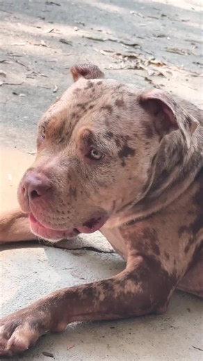 realnemo_dory on TikTok