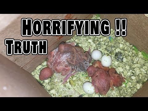The Horrifying Truth about Breeding Budgies