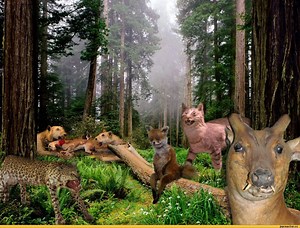 [Image - 471057] | Stoned Fox (Упоротая лиса)