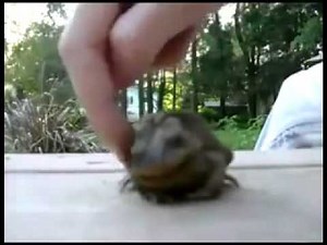 How to make a Toad Happy! (Don't Miss the Blush at the end)