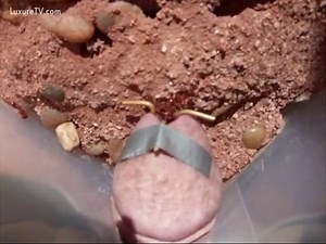 Fire ants playing on a penis head